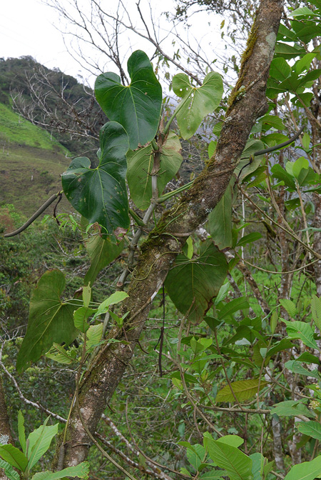 Anthurium nigrescens