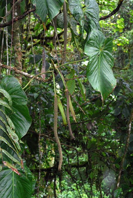 Anthurium nigrescens