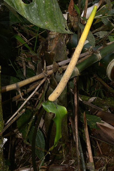Anthurium nigrolaminum