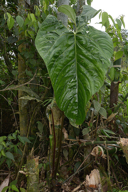 Anthurium nigrolaminum