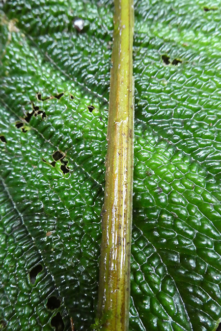 Anthurium nutibarense