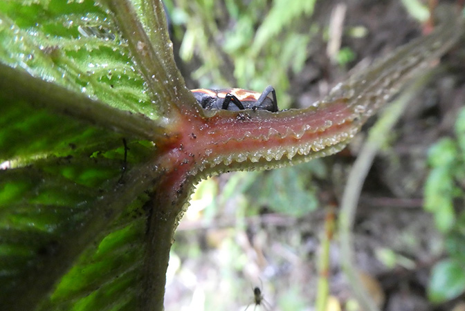 Anthurium nutibarense