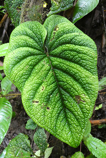 Anthurium nutibarense
