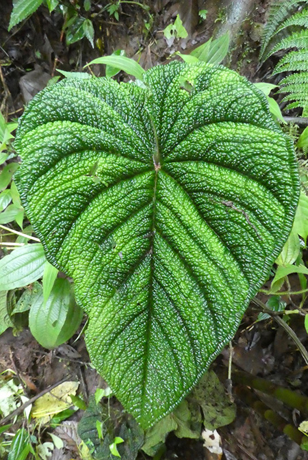 Anthurium nutibarense