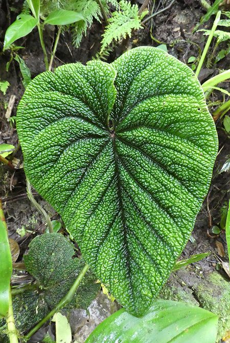 Anthurium nutibarense