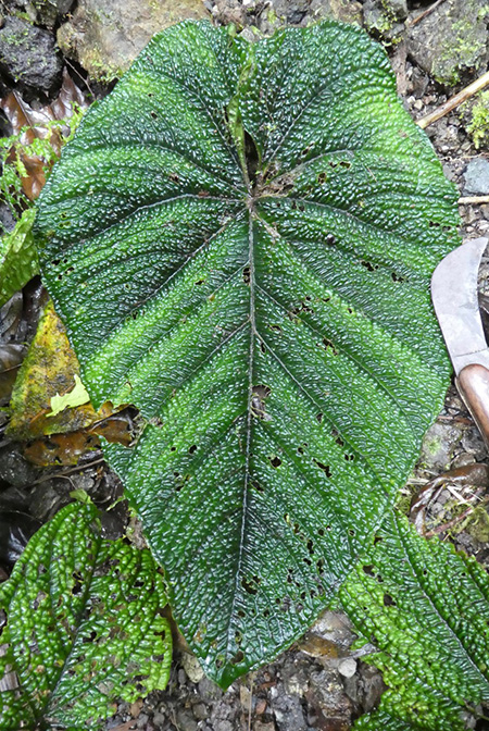 Anthurium nutibarense
