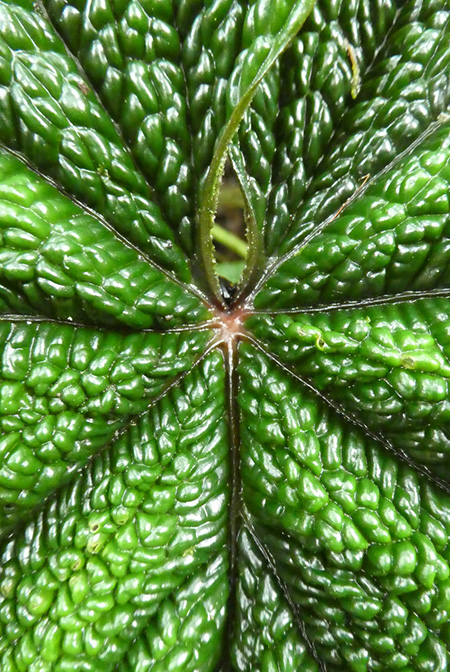 Anthurium nutibarense
