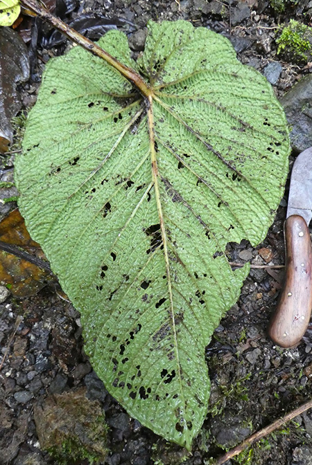 Anthurium nutibarense