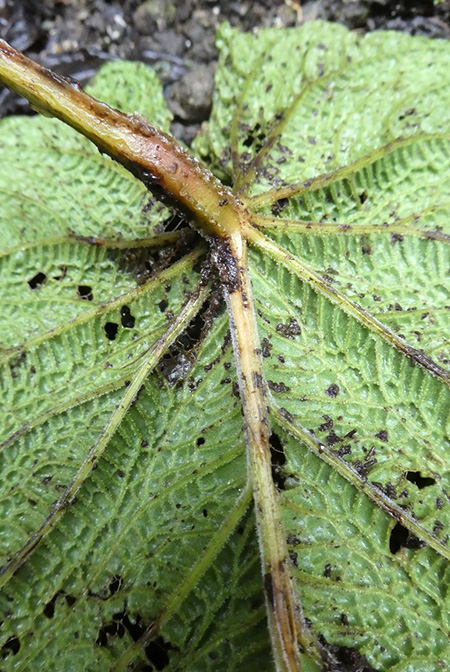 Anthurium nutibarense