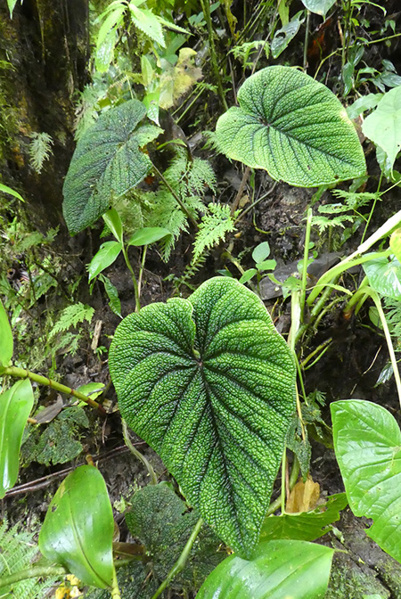 Anthurium nutibarense