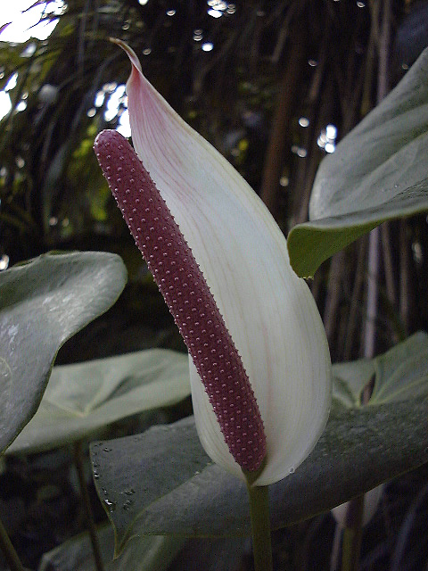 Anthurium nymphaeifolium