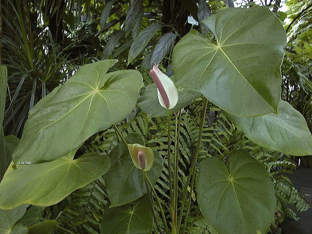 Anthurium nymphaeifolium