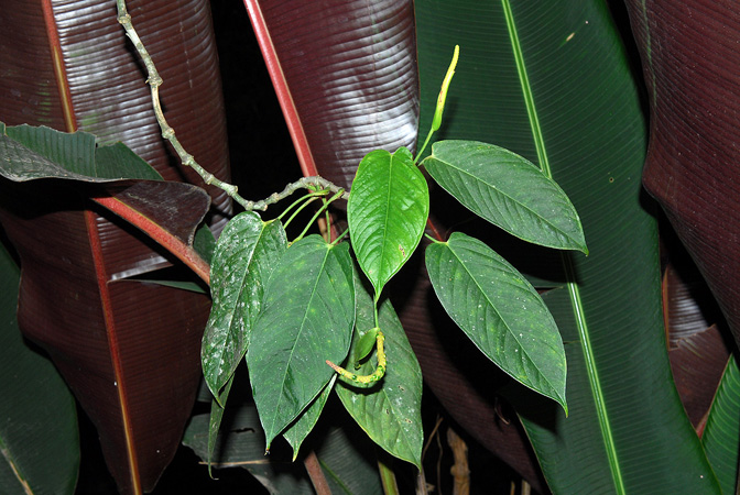 Anthurium oblongocordatum