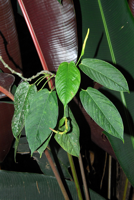 Anthurium oblongocordatum