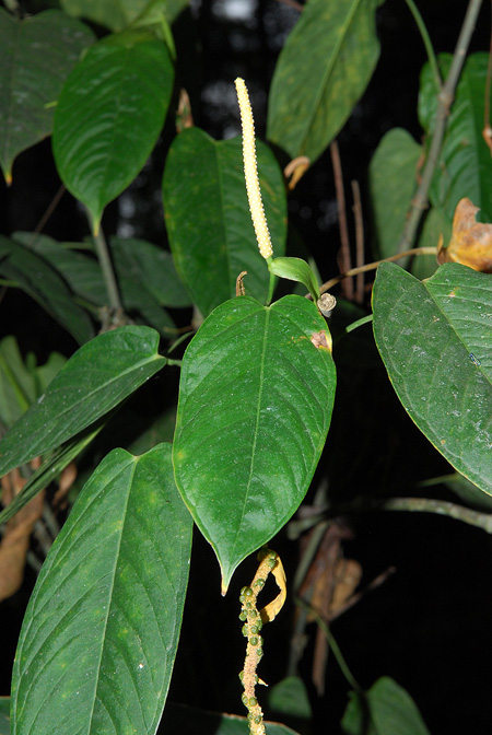 Anthurium oblongocordatum
