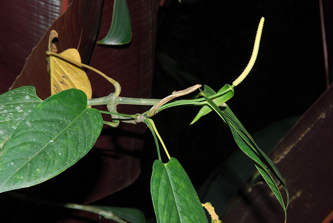 Anthurium oblongocordatum