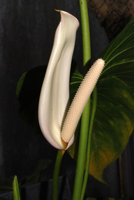 Anthurium obtusilobum