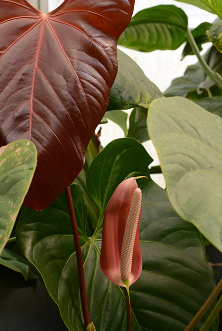 Anthurium obtusilobum