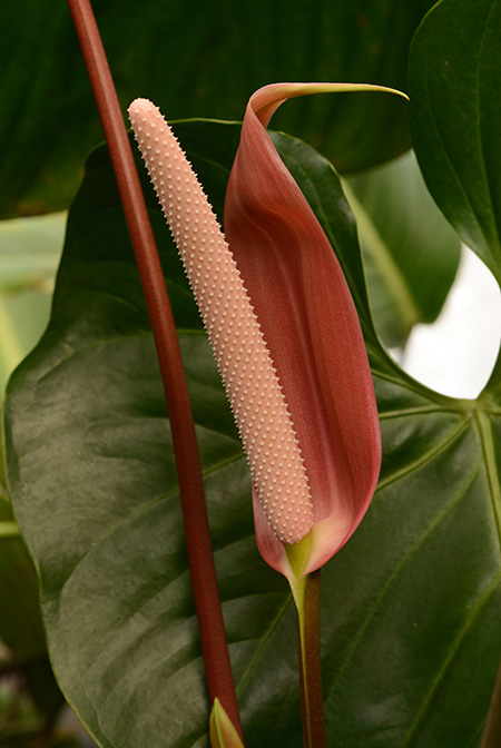 Anthurium obtusilobum