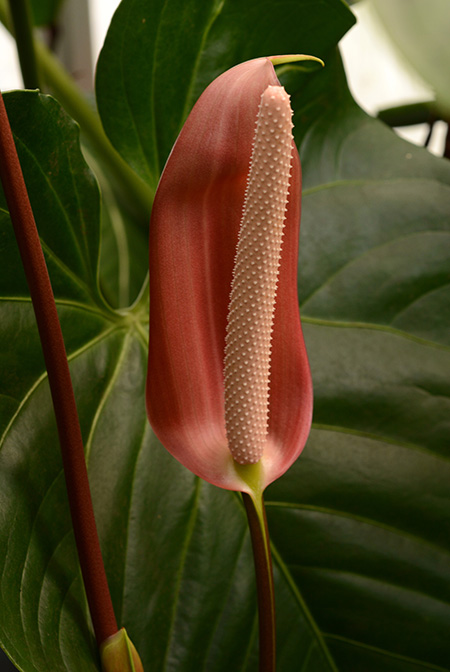 Anthurium obtusilobum