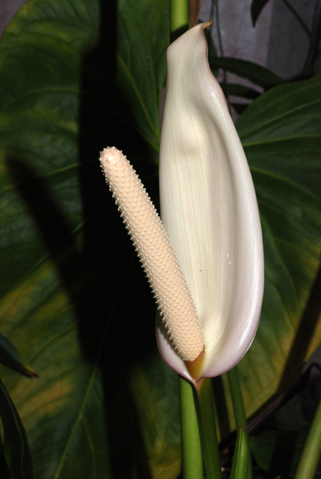 Anthurium obtusilobum