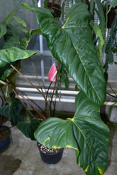 Anthurium obtusilobum