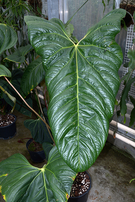 Anthurium obtusilobum
