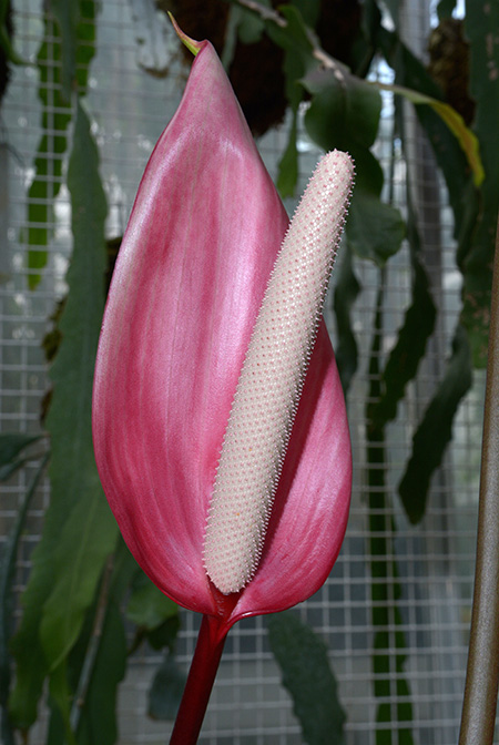 Anthurium obtusilobum