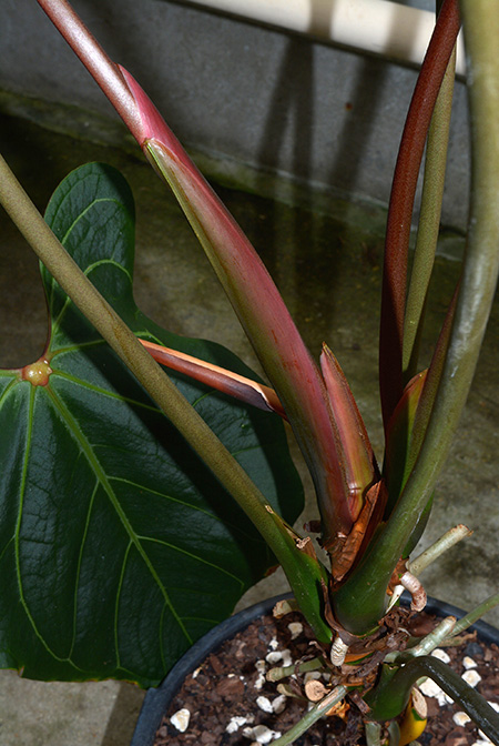 Anthurium obtusilobum