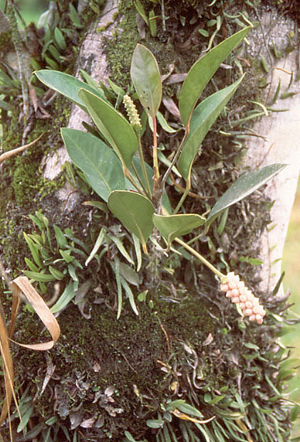 Anthurium obtusum