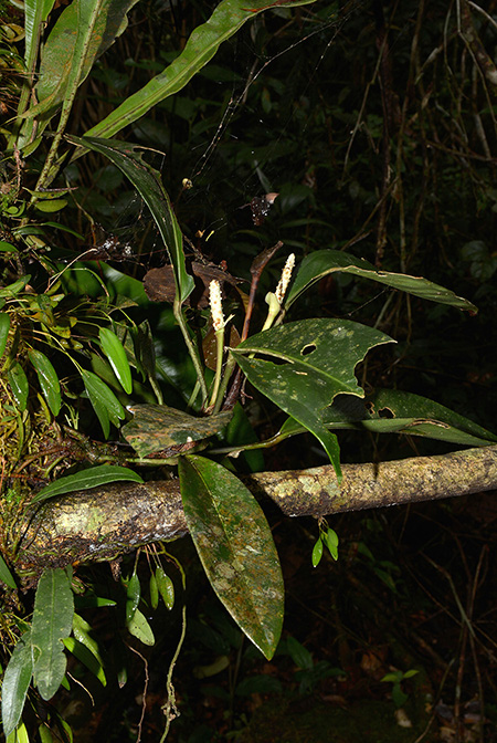 Anthurium obtusum