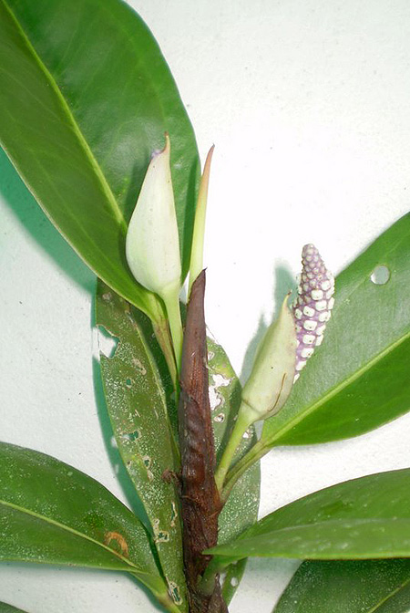 Anthurium obtusum
