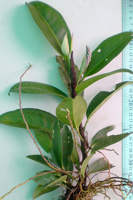 Anthurium obtusum