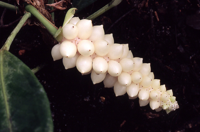 Anthurium obtusum