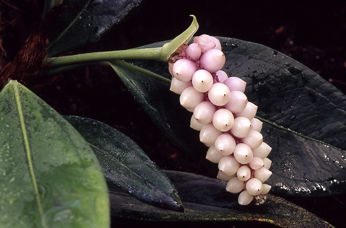 Anthurium obtusum