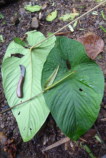 Anthurium ochranthum