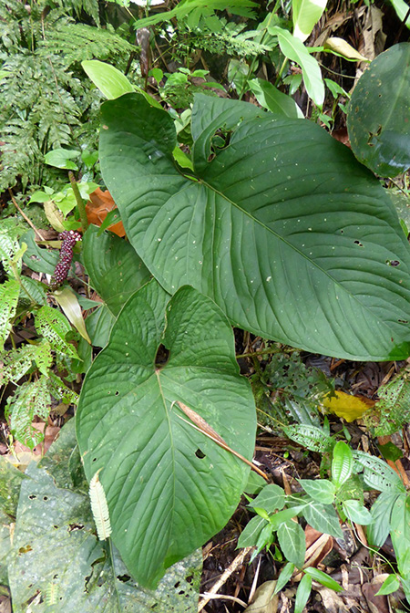 Anthurium ochranthum