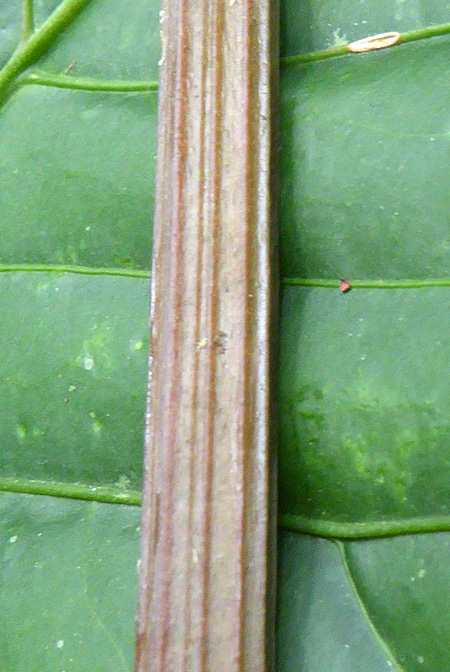 Anthurium ochranthum