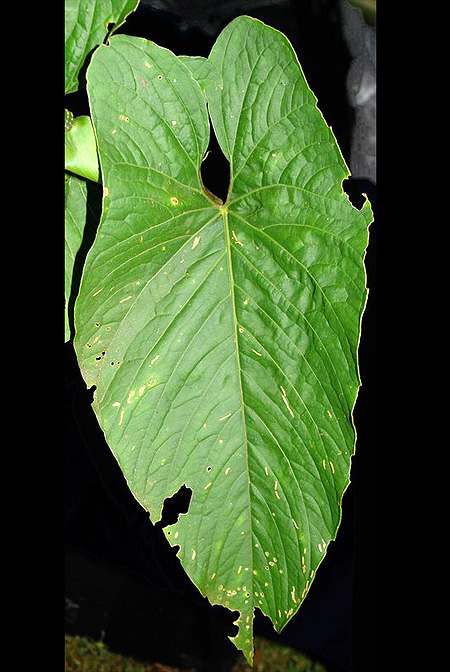Anthurium ochranthum