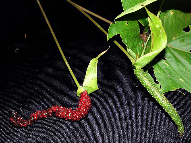Anthurium ochranthum