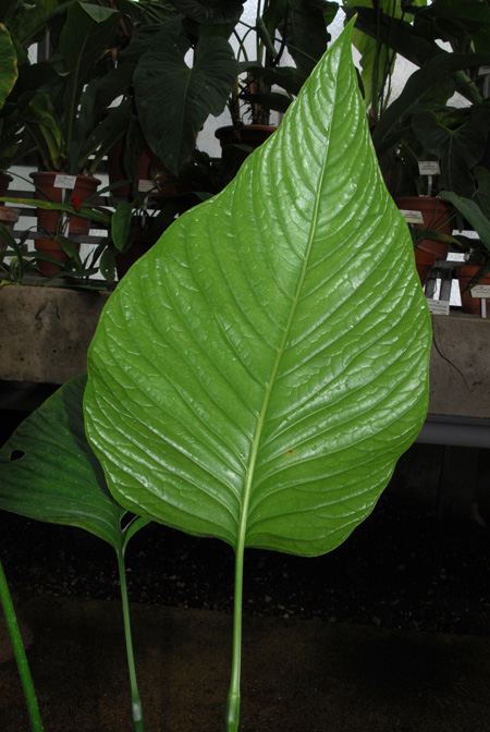 Anthurium oerstedianum