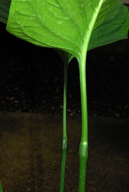 Anthurium oerstedianum