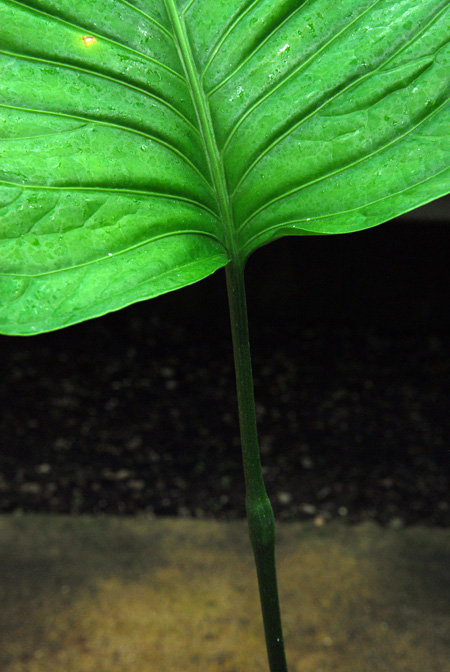 Anthurium oerstedianum