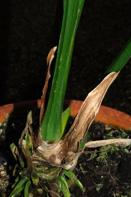 Anthurium oerstedianum
