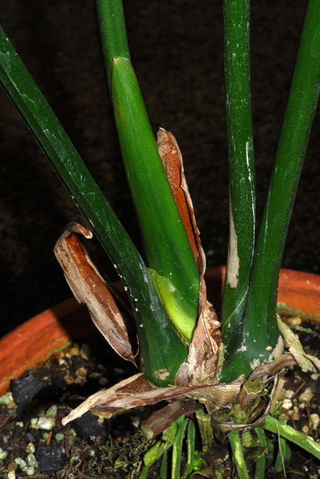 Anthurium oerstedianum
