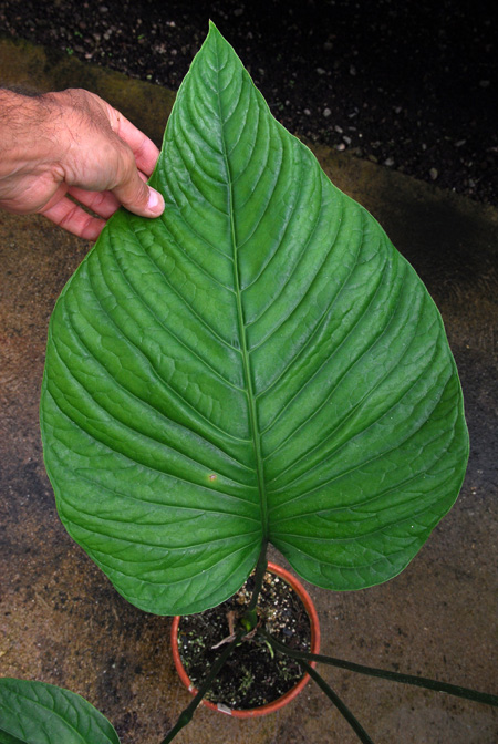 Anthurium oerstedianum