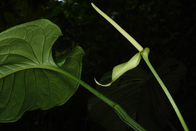 Anthurium oerstedianum