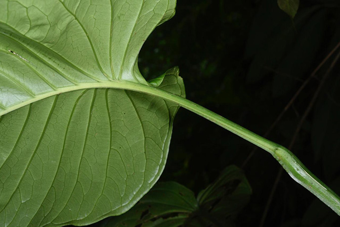 Anthurium oerstedianum