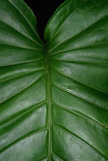 Anthurium oerstedianum