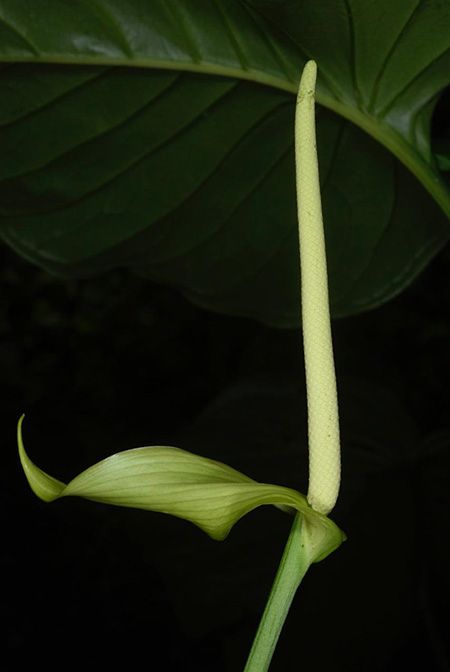 Anthurium oerstedianum